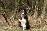 BORDER COLLIE 1557